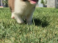 Border Collie Yavruları Aşıları tam