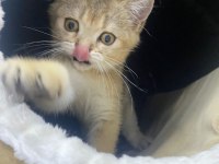 yavru kedi