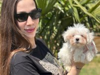 Safkan Maltese Terrier Yavruları