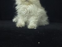 British longhair 2 aylık kedimiz