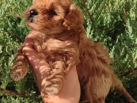 Minyatür Maltipoo Kız