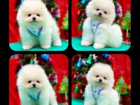 A kalite pomeranian boo köpeği