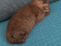Tek doğan dişi scottish fold yavrum sahiplendirmek istiyorum