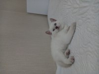 British shorthair yavrumuz yeni yuvasını arıyor