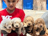 Golden retriever yavrularımız