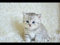 British shorthair 60 günlük