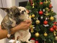 1 çift 0 boy şivava köpekler