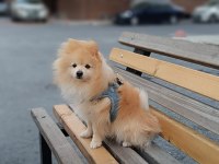 2.5 Yaşında Erkek Pomeranian