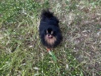 Pomeranian Black Tan Dişi