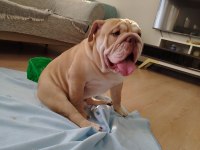 İngiliz Bulldog 11 Aylık Erkek