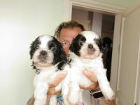 Kaliteli anneden kaliteli shih tzu yavrular