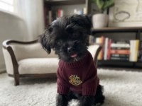 Teacup morkie black