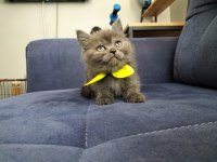 British shorthair dişi yavrular teslime hazır