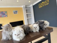 Orjinal Brıtısh Shorthaır Yavrularımız Ankara