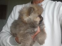 Orijinal Pomeranian Boo