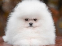 teddy bear boo yavrular taksitle heryere gönderilir