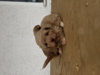 Özel renk lilac maltipoo