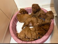 Safkan toy poodle bebekleri