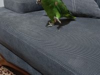 Sarı Alınlı Amazon Papağanı (Amazona Ochrocephala)