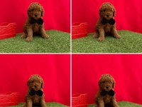 Toy Poodle Yavrularımız Ömürlük Aileleri Bekliyor
