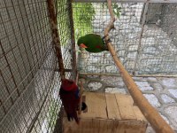 Belgeli Konuşan Yavru Veren Eclectus Papağanı Çift