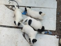 2 aylık Jack Russell safkan