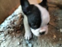 İlgilenen arkadaşlara french bulldog