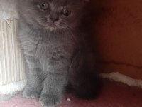 Yavrularım erkek dişi british shorthair