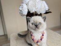Safkan Bluepoint British Shorthair Yavrular