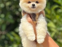 MERSİNİN GÖZDE SAF TOY POODLE BEBEKLERİ