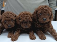 Erkek ve dişi kore poodle teacup