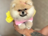 BAL GİBİ DIŞI POMERANİAN BOO