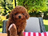 Ankaranın En Güzel Kore Toy Poodle Yavruları