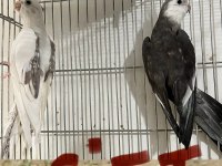 1 çift ve 2 adet kızgın tek dişi sultan papağanlar