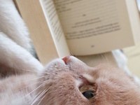 Yetişkin british shorthair