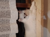 Bulut paşa british longhair