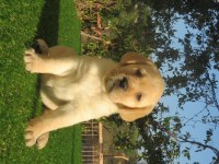 FCI-KIF şecereli Labrador Retriever Yavrularımız