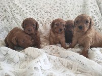 Sevimli ve Oyuncu Toy Poodle Yavrularımız