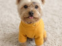 Gold silver renk yorkshire terrier