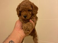 Erkek dişi toy poodle yavrular