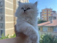 BRİTİSH LONGHAİR YAVRULARIMIZ