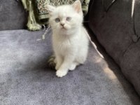 İran kedisi kızım