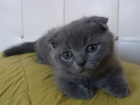Scottish fold kedisi 2 aylık