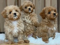 Bayram Şekeri Maltipoo Bebekler