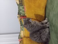 Safkan british dişi kedimiz
