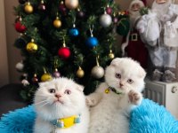 ORJİNAL EGZOTİK YAVRU KEDİLER