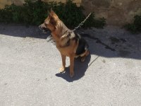 3 Yaşında Dişi Alman Kurdu