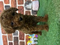 Altın Kızlar Yeni Evlerine Gitmeye Hazır Köpekler