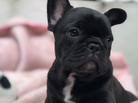 FRENCH BULLDOG YAVRULARI