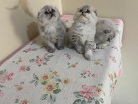 Sevimli scottish fold yavrular